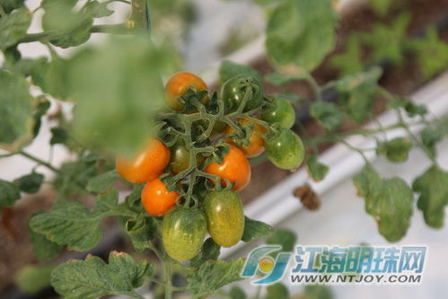 筑牢食安防線 南通“一票通”守護(hù)百姓“菜籃子”